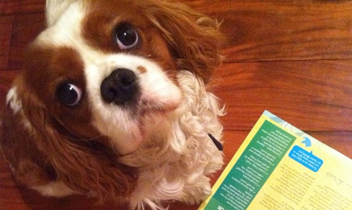 Read about The Dog’s blog
