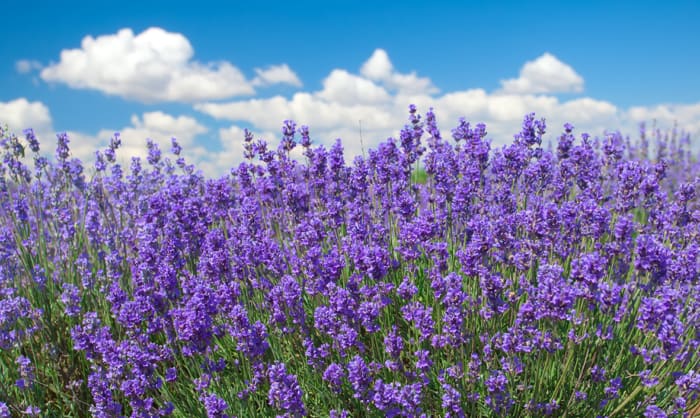 Read about Pantone colour of the year – Ultra violet